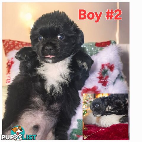 ADORABLE MALTESE X SHIHTZU PUPPIES COMING SOON!!!