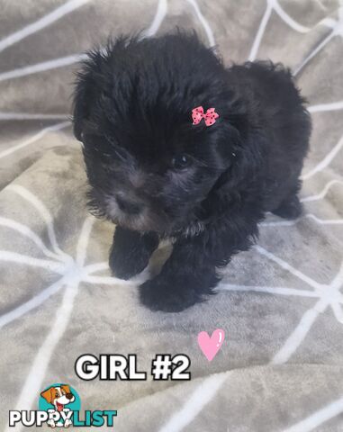 GORGEOUS FLUFFY MALTESE X SHIHTZU PUPPIES COMING SOON!!! 