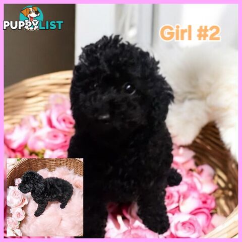 Purebred Toy Poodle Puppies