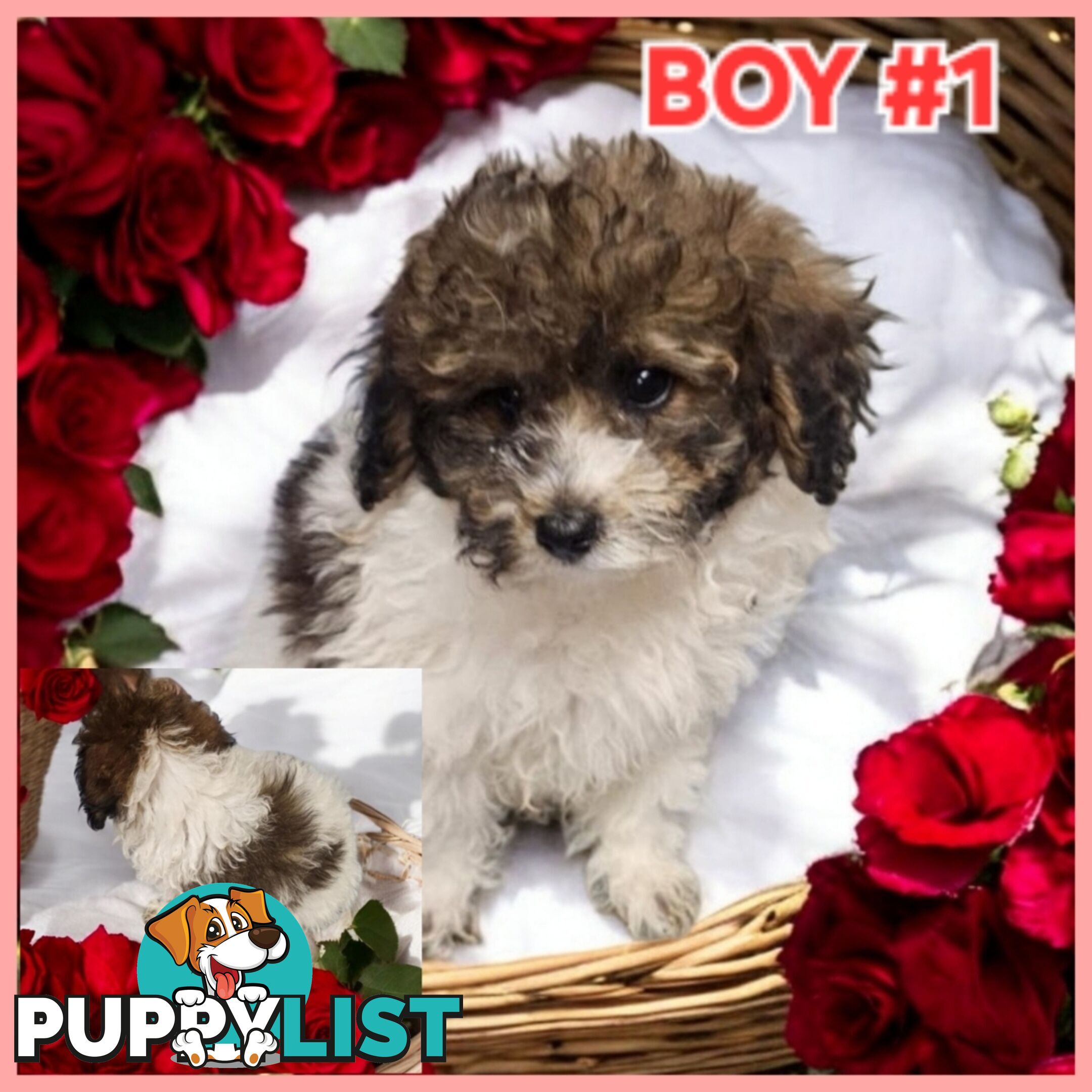 Purebred Parti Toy Poodle Puppies