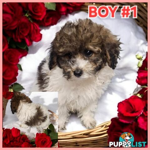 Purebred Parti Toy Poodle Puppies