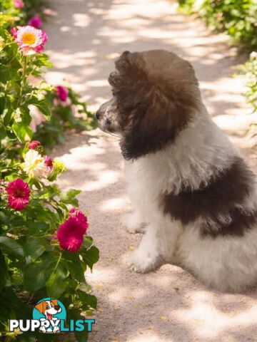 Adorable Toy Poodle Puppies