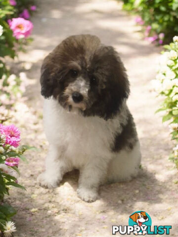 Adorable Toy Poodle Puppies