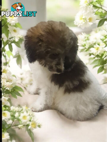 Adorable Toy Poodle Puppies