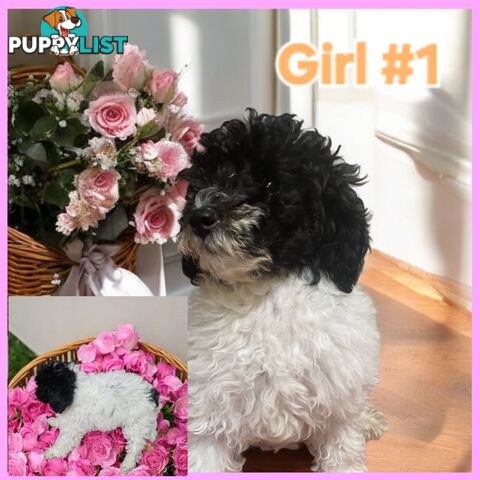 Purebred Parti Toy Poodle Puppies