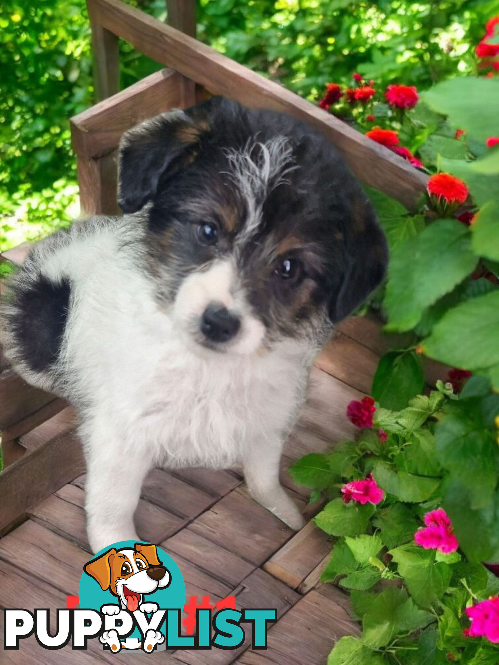GORGEOUS FOXY X TOY POODLE PUPPIES