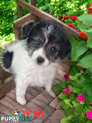 GORGEOUS FOXY X TOY POODLE PUPPIES