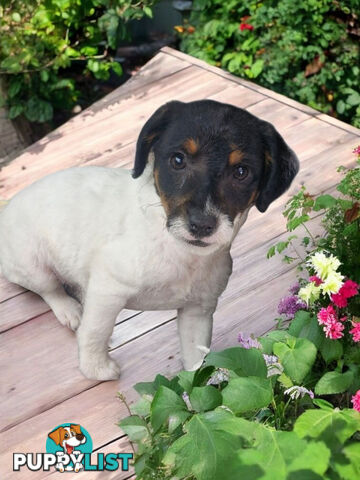 GORGEOUS FOXY X TOY POODLE PUPPIES