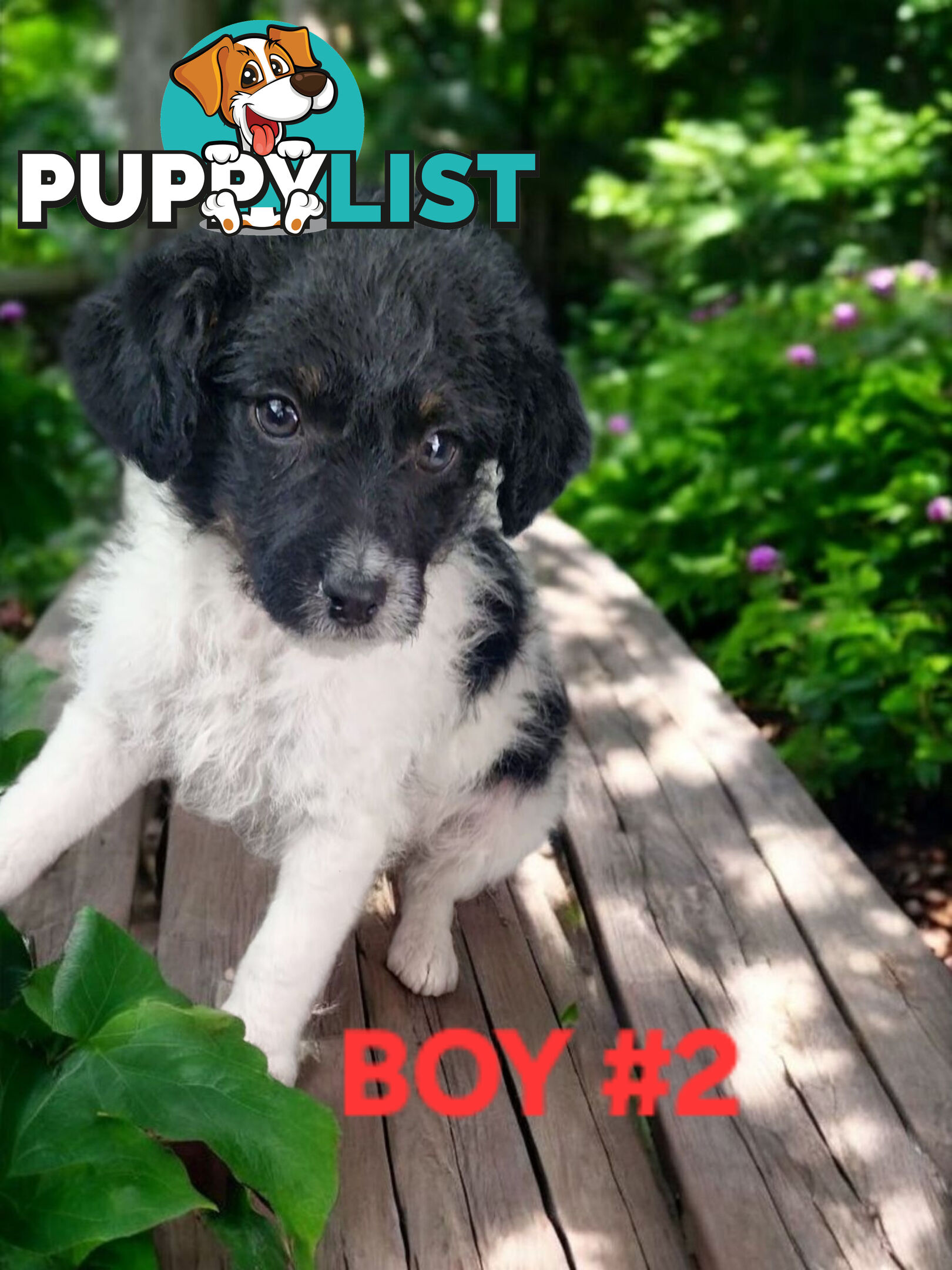 GORGEOUS FOXY X TOY POODLE PUPPIES