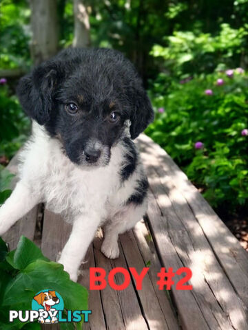 GORGEOUS FOXY X TOY POODLE PUPPIES