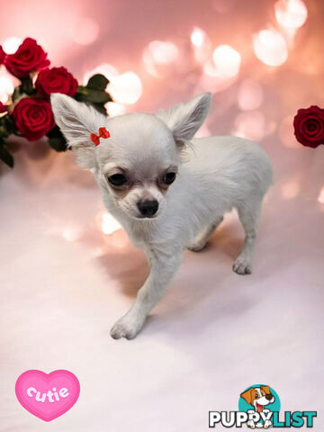 BEAUTIFUL PUREBRED LONGHAIR APPLEHEAD CHIHUAHUA GIRL