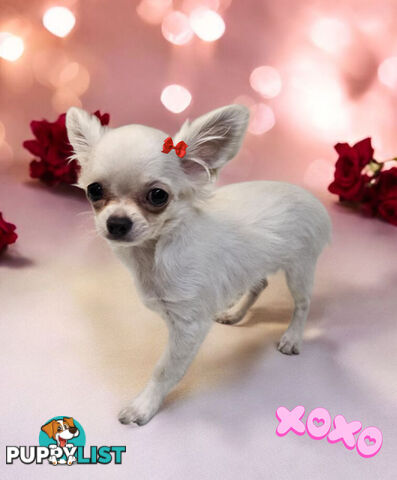 BEAUTIFUL PUREBRED LONGHAIR APPLEHEAD CHIHUAHUA GIRL