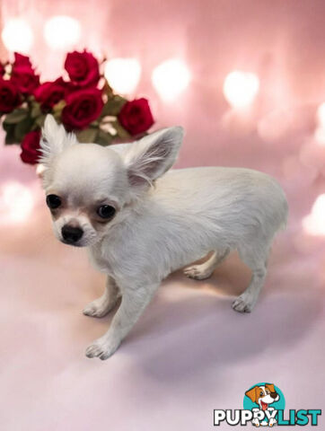 BEAUTIFUL PUREBRED LONGHAIR APPLEHEAD CHIHUAHUA GIRL