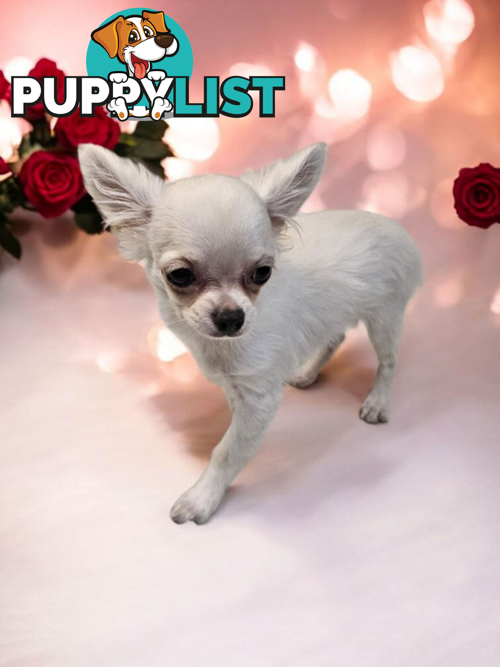 BEAUTIFUL PUREBRED LONGHAIR APPLEHEAD CHIHUAHUA GIRL