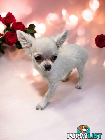 BEAUTIFUL PUREBRED LONGHAIR APPLEHEAD CHIHUAHUA GIRL