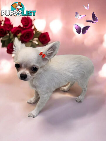 BEAUTIFUL PUREBRED LONGHAIR APPLEHEAD CHIHUAHUA GIRL