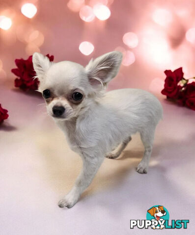 BEAUTIFUL PUREBRED LONGHAIR APPLEHEAD CHIHUAHUA GIRL