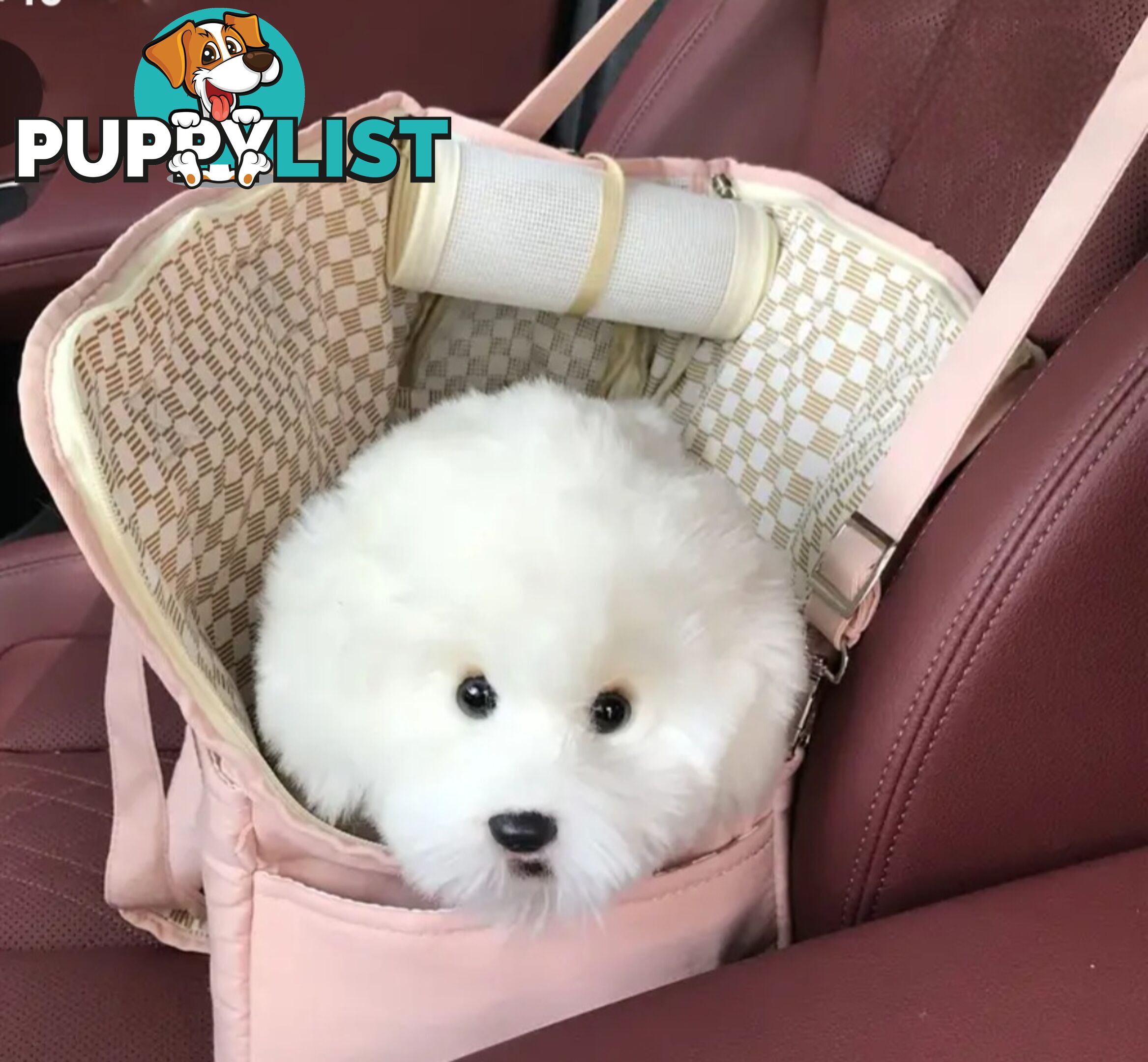 TRENDY PET CARRY BAGS