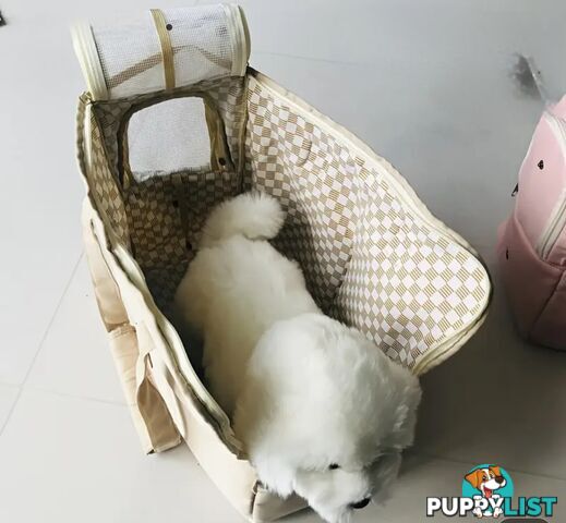 TRENDY PET CARRY BAGS