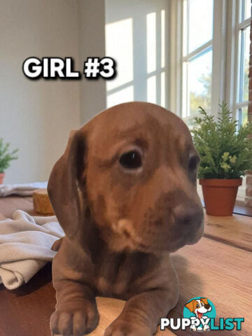 SPUNKY TWEENIE DACHSHUND PUPPIES