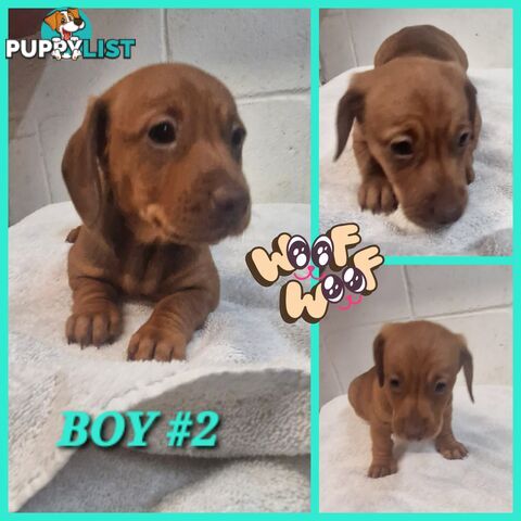 SPUNKY TWEENIE DACHSHUND PUPPIES