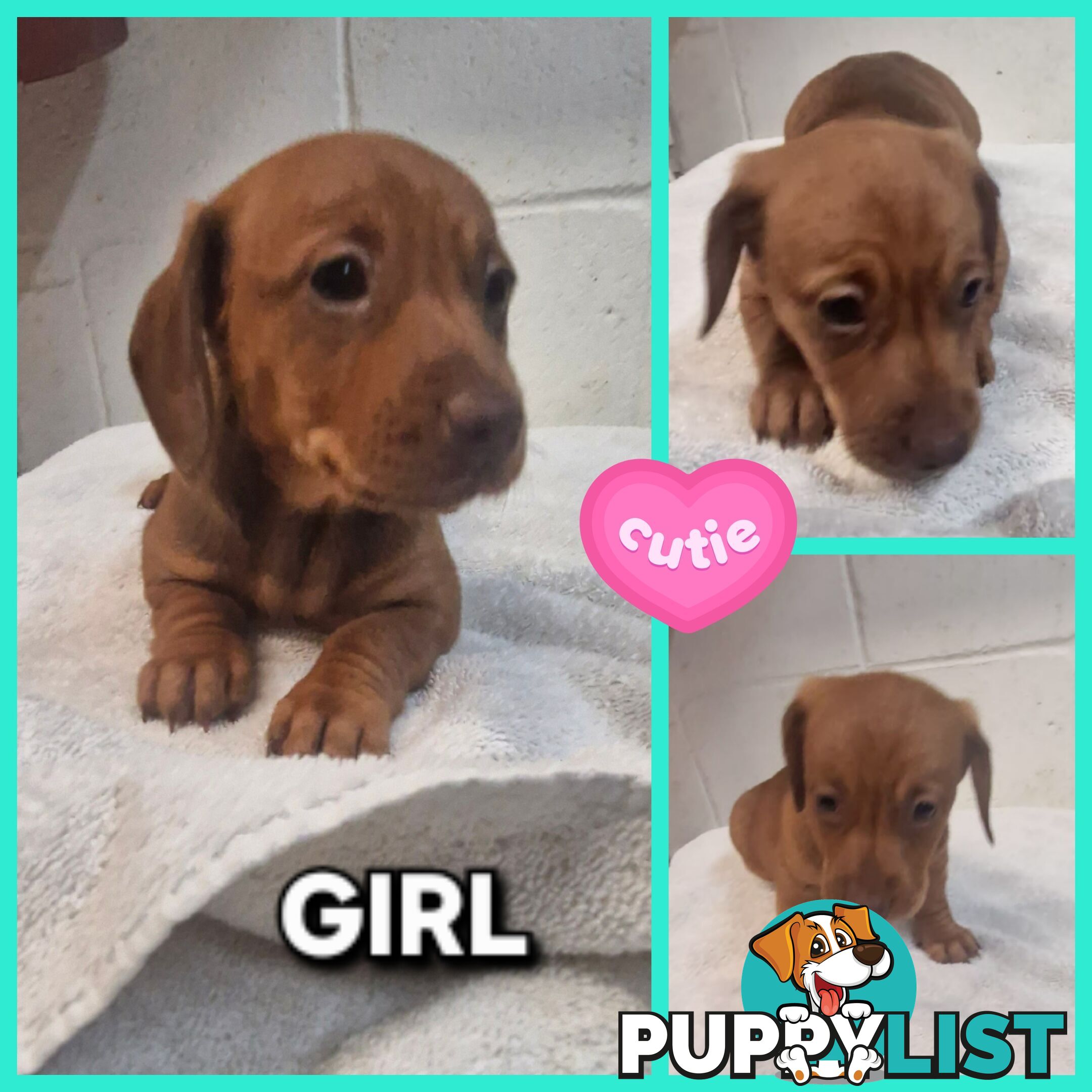 SPUNKY TWEENIE DACHSHUND PUPPIES