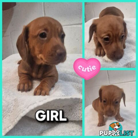 SPUNKY TWEENIE DACHSHUND PUPPIES