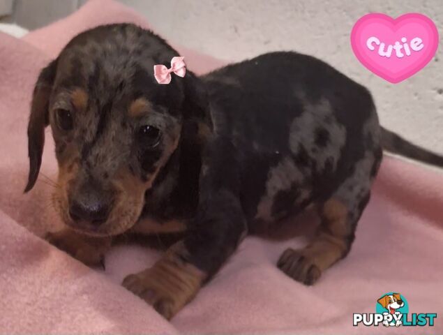 LAST STUNNING SILVER DAPPLE GIRL DACHSHUND PUPPY