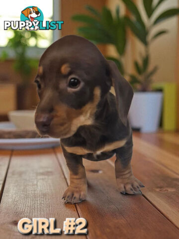 SPUNKY TWEENIE DACHSHUND PUPPIES