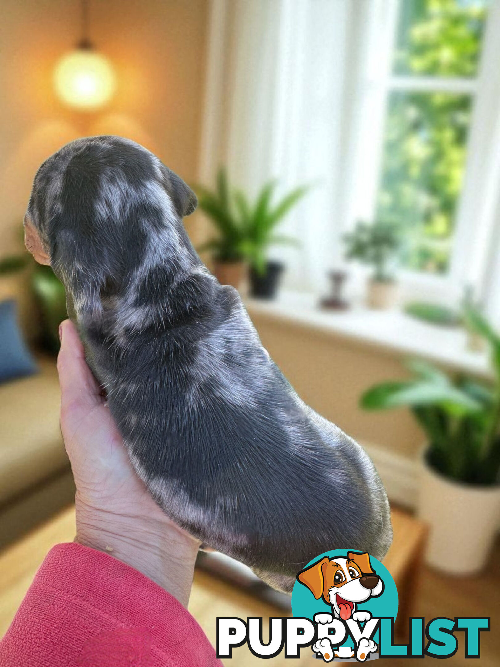 LAST STUNNING SILVER DAPPLE GIRL DACHSHUND PUPPY