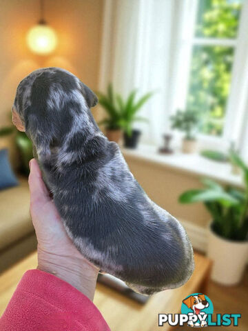 LAST STUNNING SILVER DAPPLE GIRL DACHSHUND PUPPY
