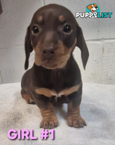 SPUNKY TWEENIE DACHSHUND PUPPIES