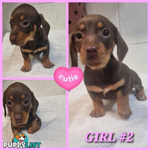 SPUNKY TWEENIE DACHSHUND PUPPIES