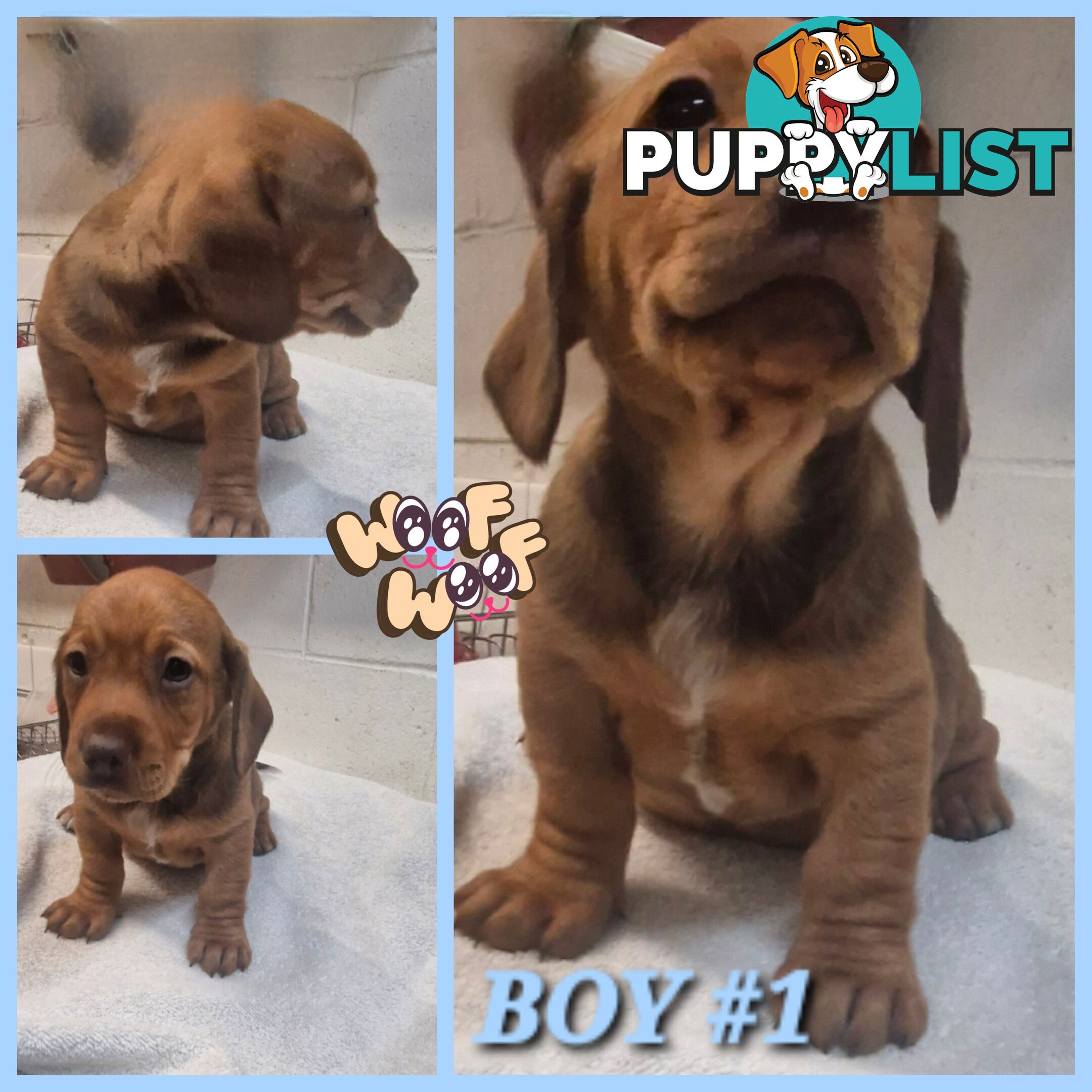 SPUNKY TWEENIE DACHSHUND PUPPIES