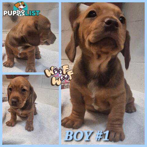 SPUNKY TWEENIE DACHSHUND PUPPIES