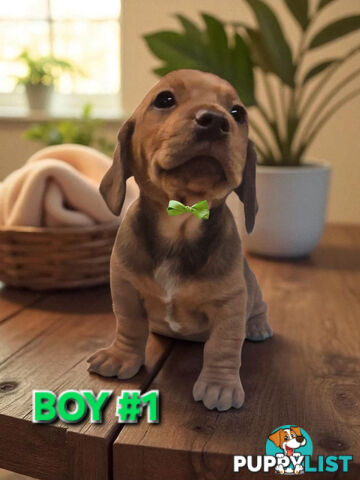 SPUNKY TWEENIE DACHSHUND PUPPIES