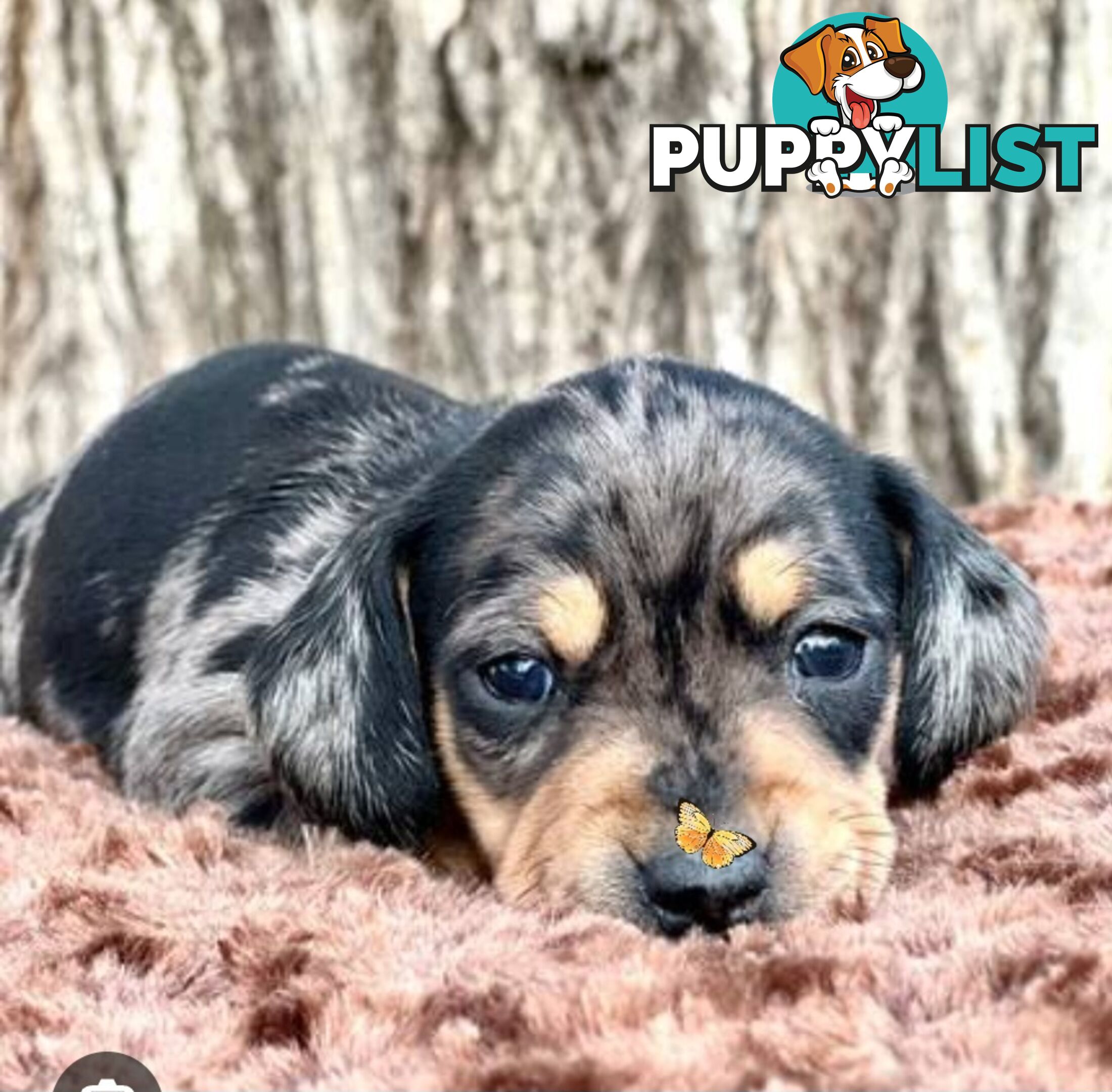 LAST STUNNING SILVER DAPPLE GIRL DACHSHUND PUPPY