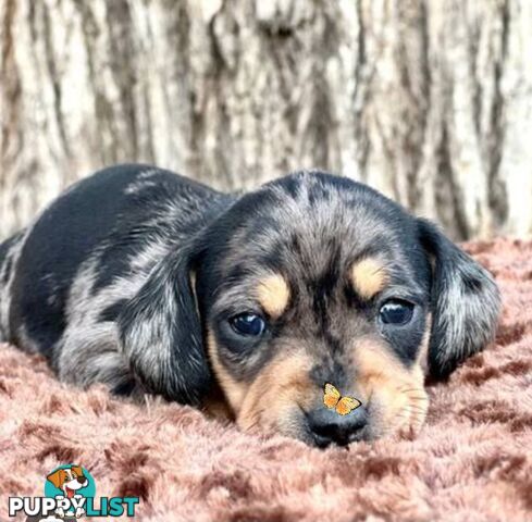 LAST STUNNING SILVER DAPPLE GIRL DACHSHUND PUPPY