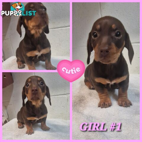 SPUNKY TWEENIE DACHSHUND PUPPIES