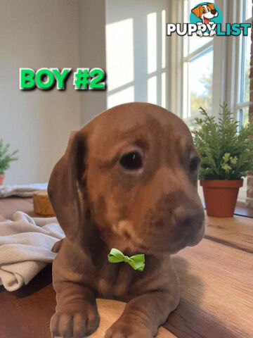 SPUNKY TWEENIE DACHSHUND PUPPIES