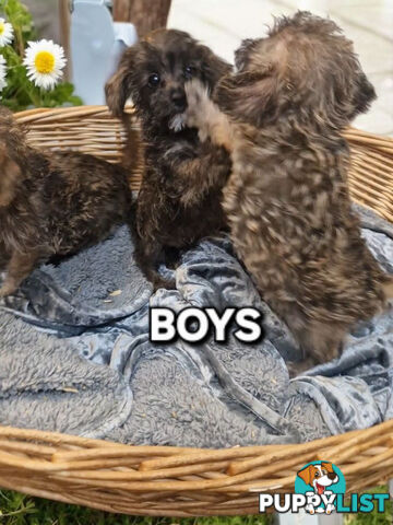 GORGEOUS TINY JACKOODLE PUPPIES