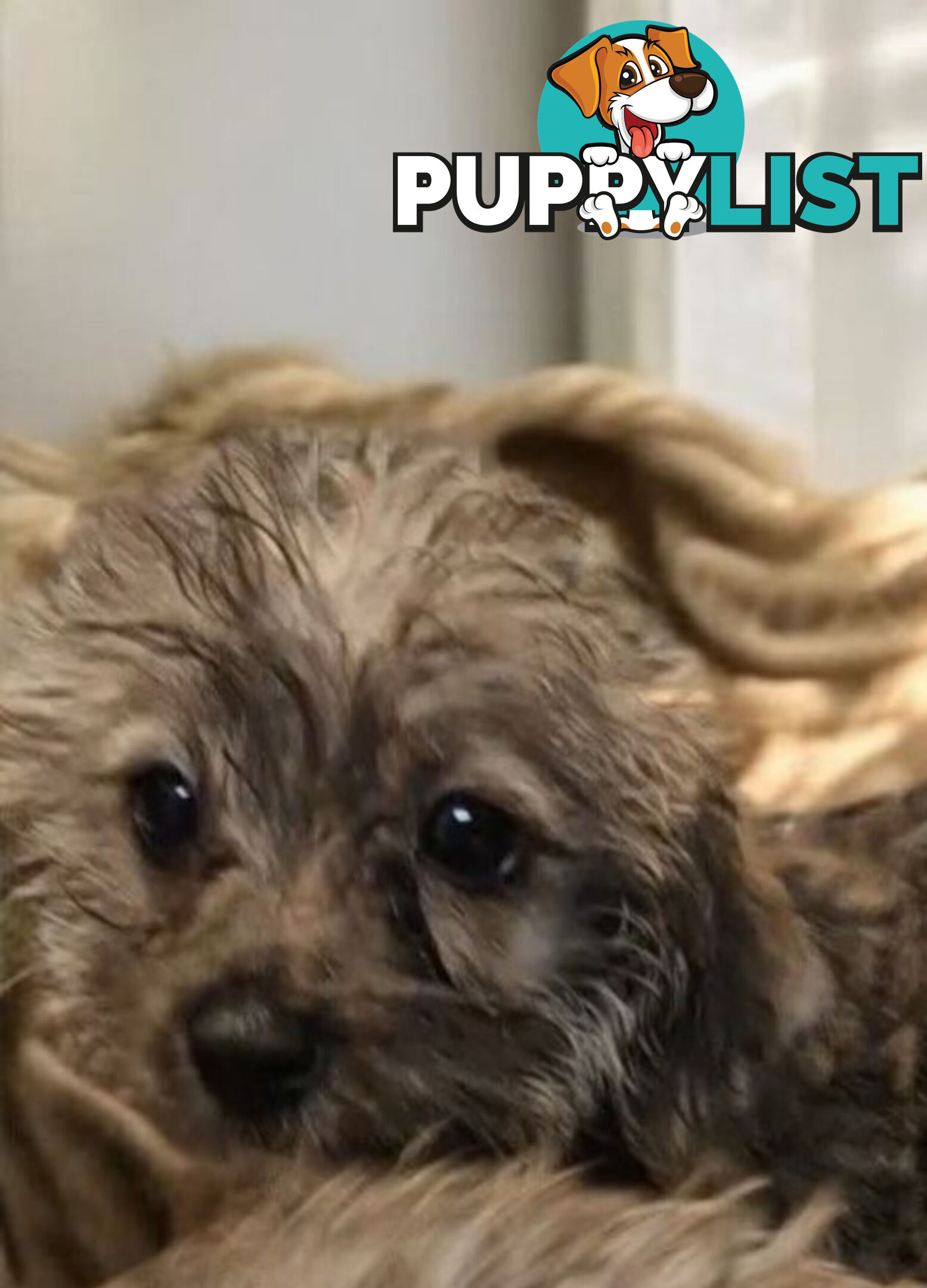 GORGEOUS  JACKOODLE PUPPIES