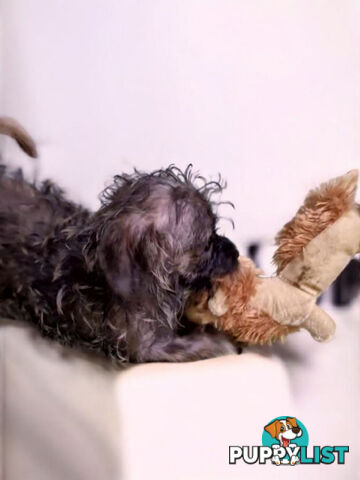 LAST SWEET JACK RUSSELL X BOY PUPPY