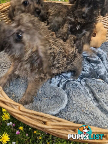 GORGEOUS TINY JACKOODLE PUPPIES