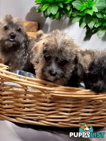 GORGEOUS TINY JACKOODLE PUPPIES