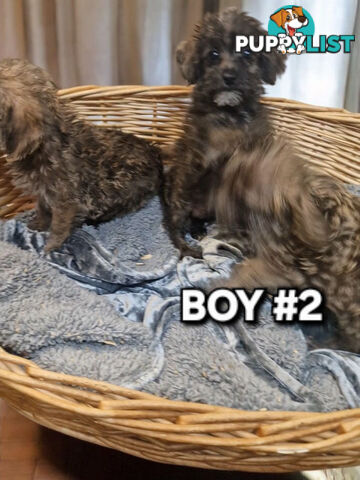 GORGEOUS TINY JACKOODLE PUPPIES