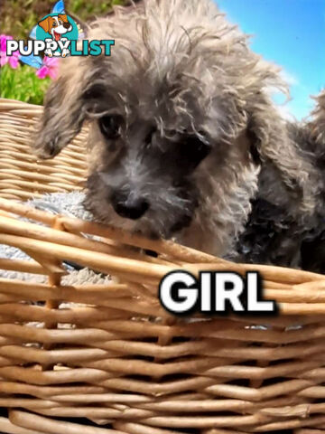 GORGEOUS TINY JACKOODLE PUPPIES