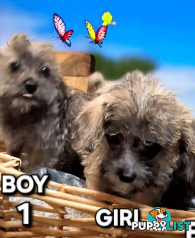 GORGEOUS  JACKOODLE PUPPIES