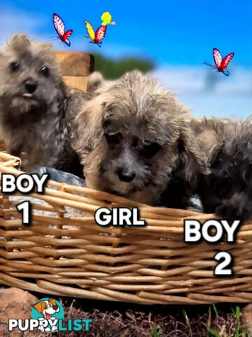GORGEOUS TINY JACKOODLE PUPPIES