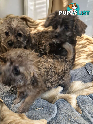 GORGEOUS TINY JACKOODLE PUPPIES